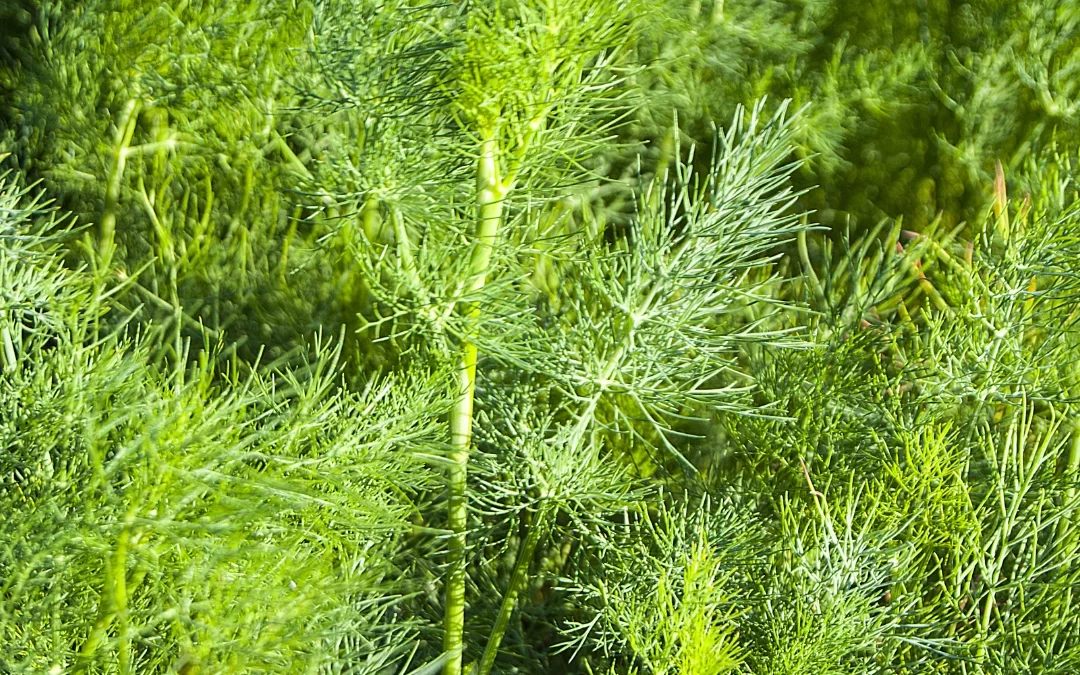 Semis d’aneth : tout savoir pour cultiver cette plante aromatique au goût de faux anis
