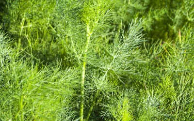 Semis d’aneth : tout savoir pour cultiver cette plante aromatique au goût de faux anis