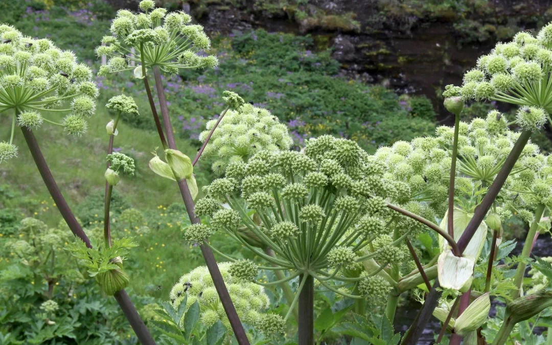 Angélique officinale : semis, culture et bienfaits de cette plante médicinale pleine d’histoire