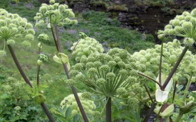 Angélique officinale : semis, culture et bienfaits de cette plante médicinale pleine d’histoire
