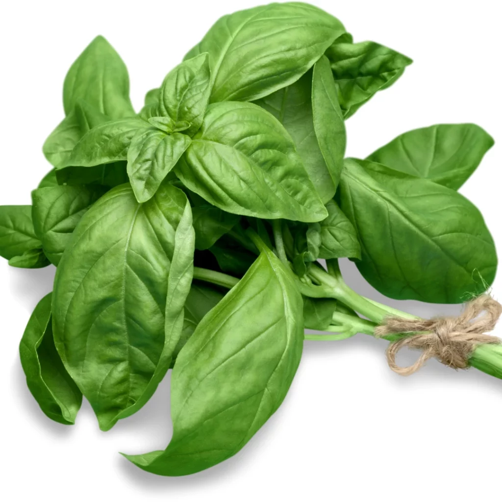 basilic récolté en botte