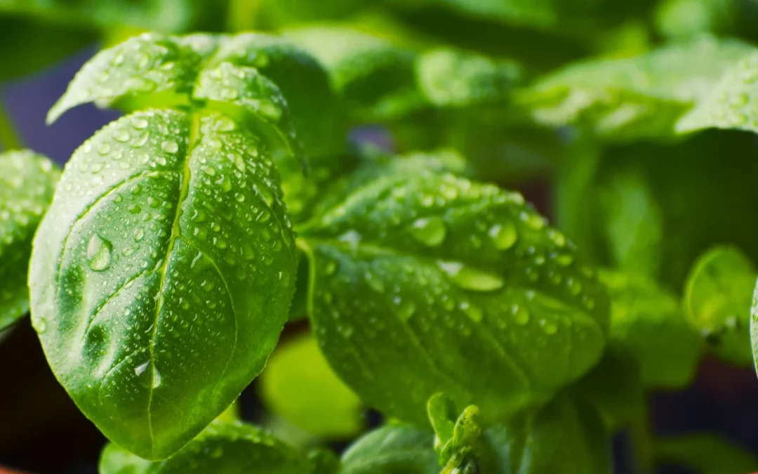 Semis de basilic : quand, où et comment cultiver cette plante aromatique en pot ou au jardin