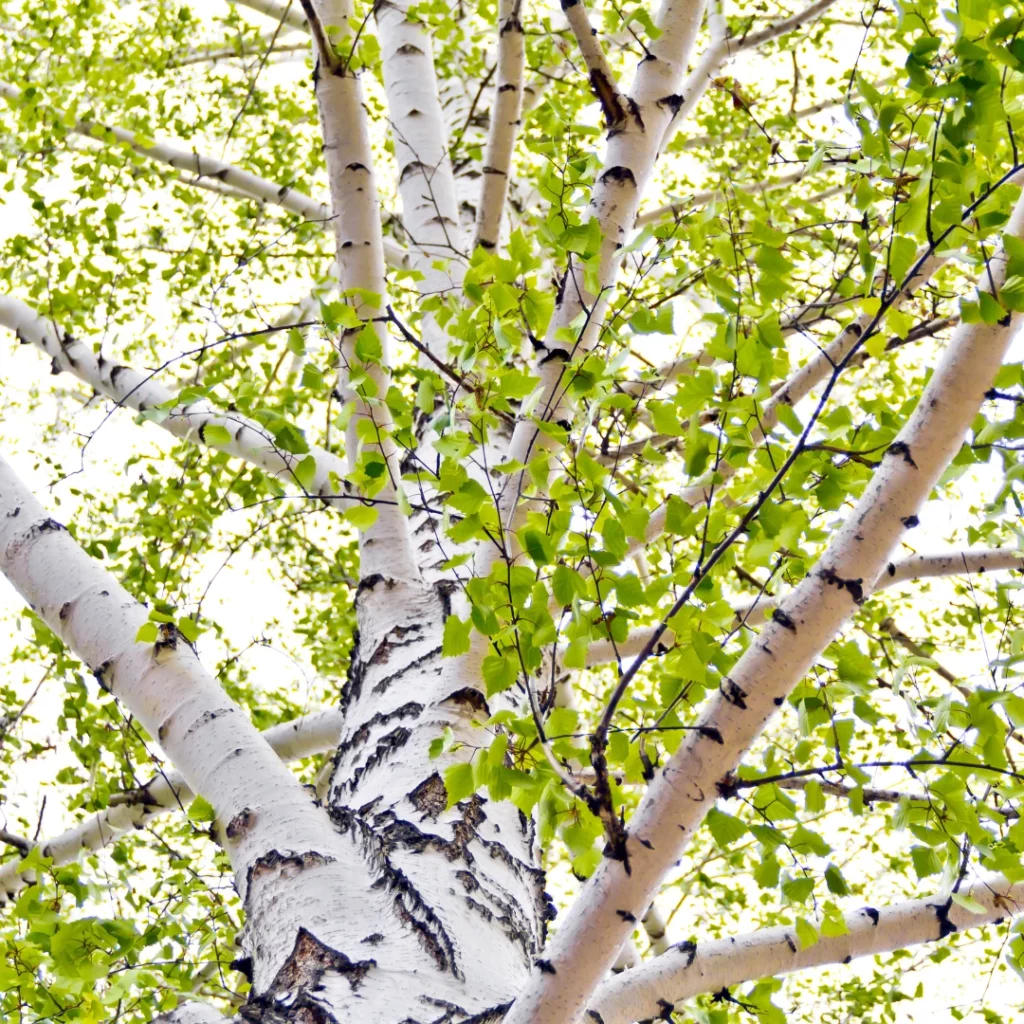 Pourquoi planter un bouleau dans son jardin
