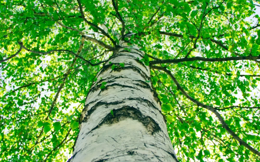 Bouleau : semis, plantation et conseils pour cultiver cet arbre aux écorces blanches