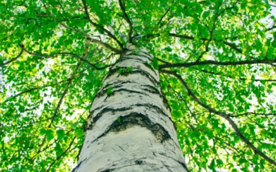 Bouleau : semis, plantation et conseils pour cultiver cet arbre aux écorces blanches