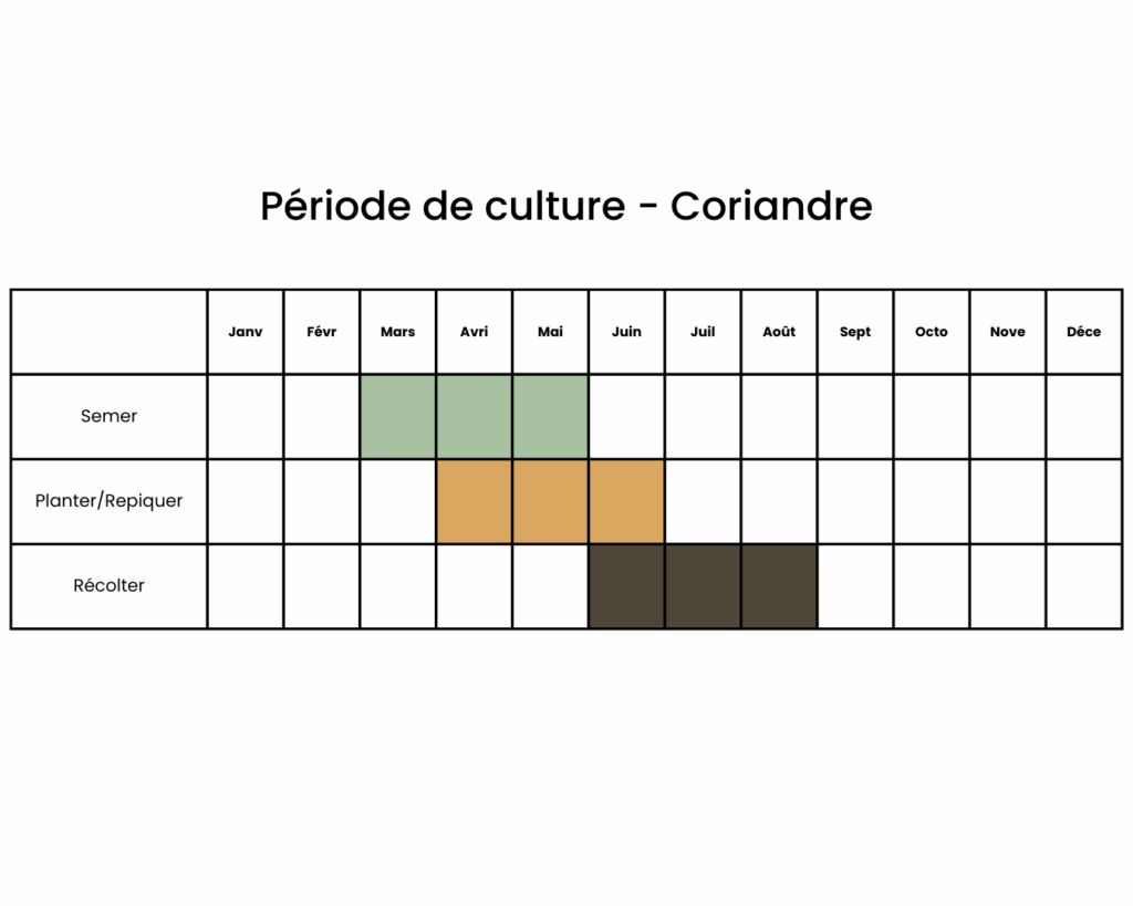 calendrier pour planter de la coriandre