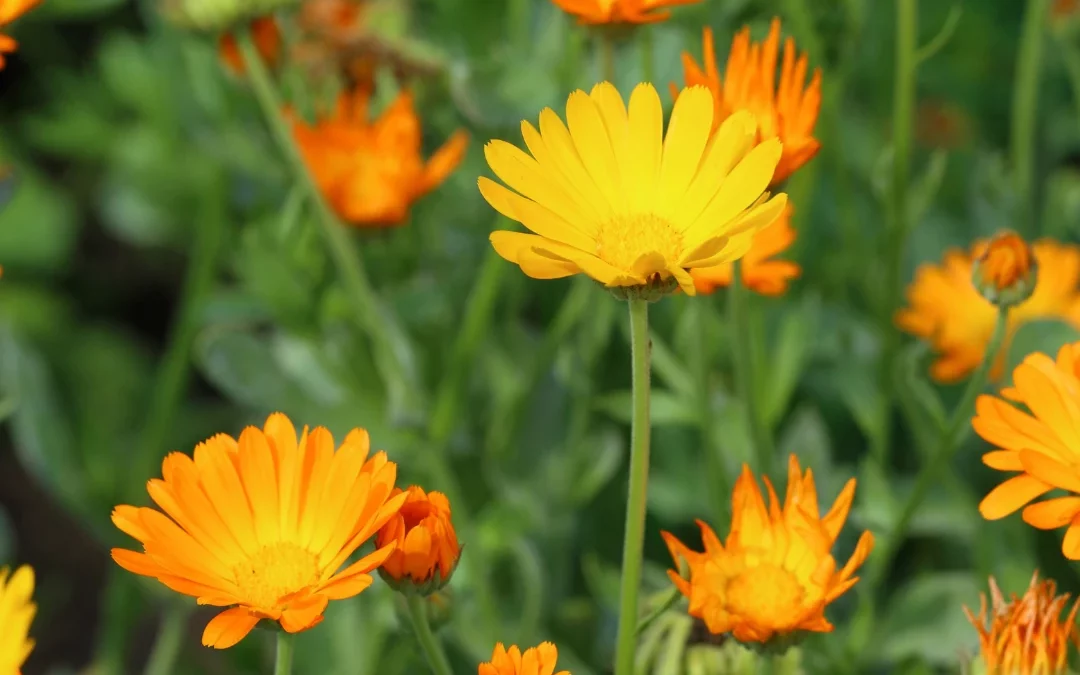Calendula officinalis : semis, culture et bienfaits de cette plante médicinale aux fleurs solaires