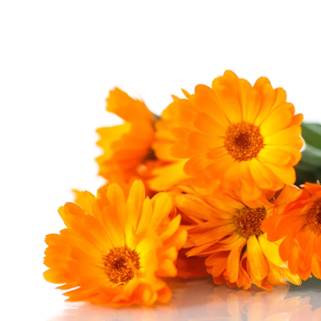 Récolter des calendulas