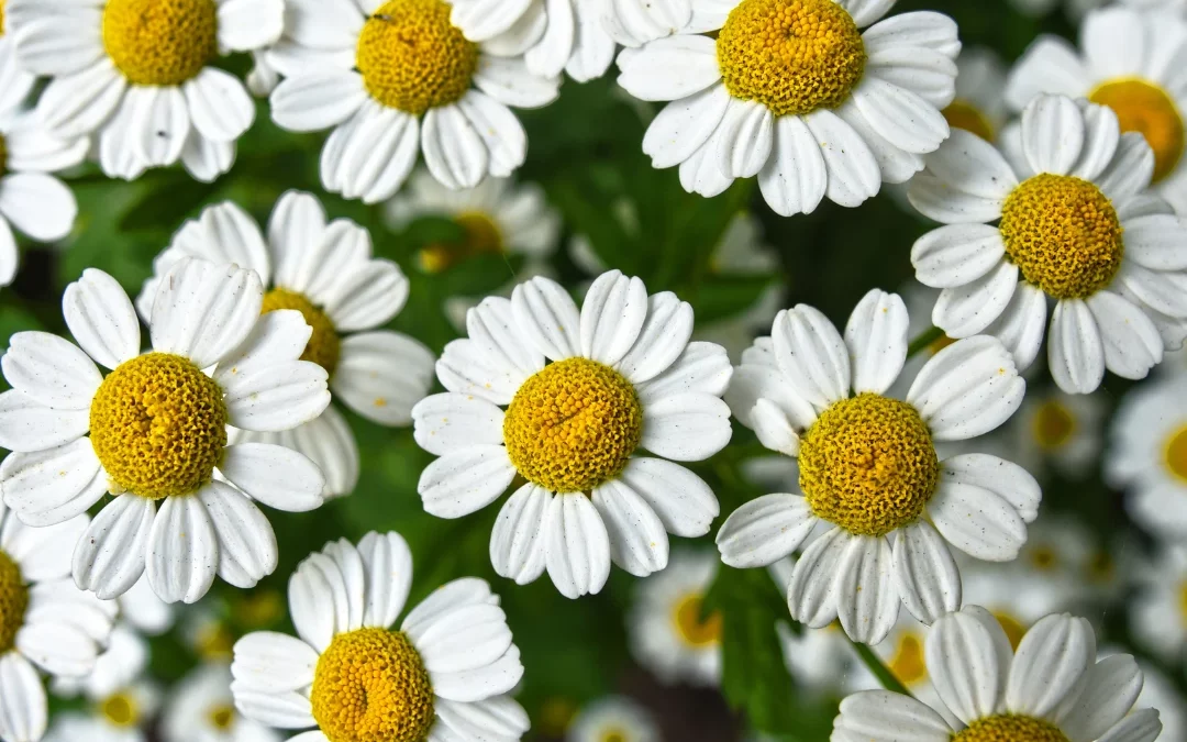 Semis et culture de la camomille : comment planter cette plante médicinale aux mille vertus