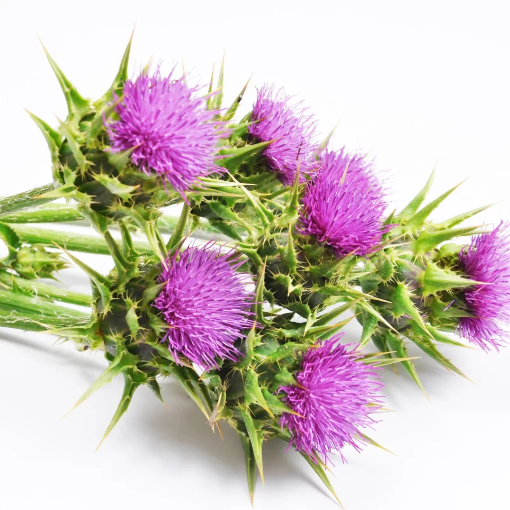 bouquet de chardon