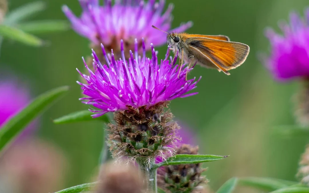 Chardon-Marie : tout savoir pour semer, cultiver et utiliser cette plante médicinale du bassin méditerranéen