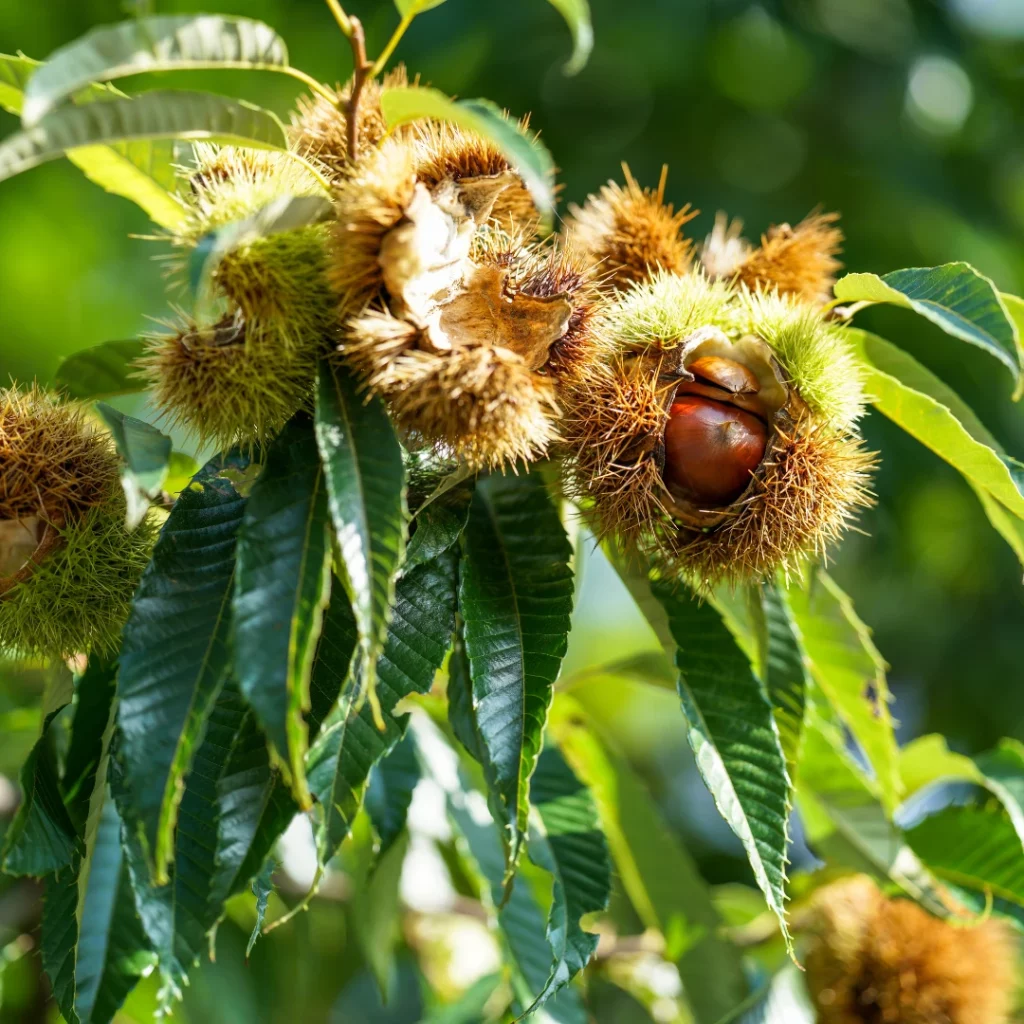 Fruits du chataignier