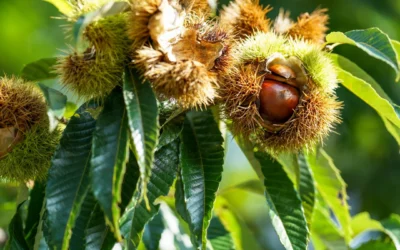 Châtaignier (Castanea sativa) : semis, plantation et conseils pour récolter de beaux fruits à coques