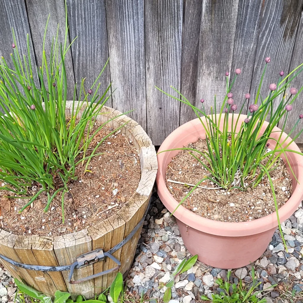 quand planter de la ciboulette