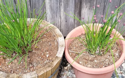 Semis et culture de la ciboulette : comment réussir cette herbe aromatique vivace ?