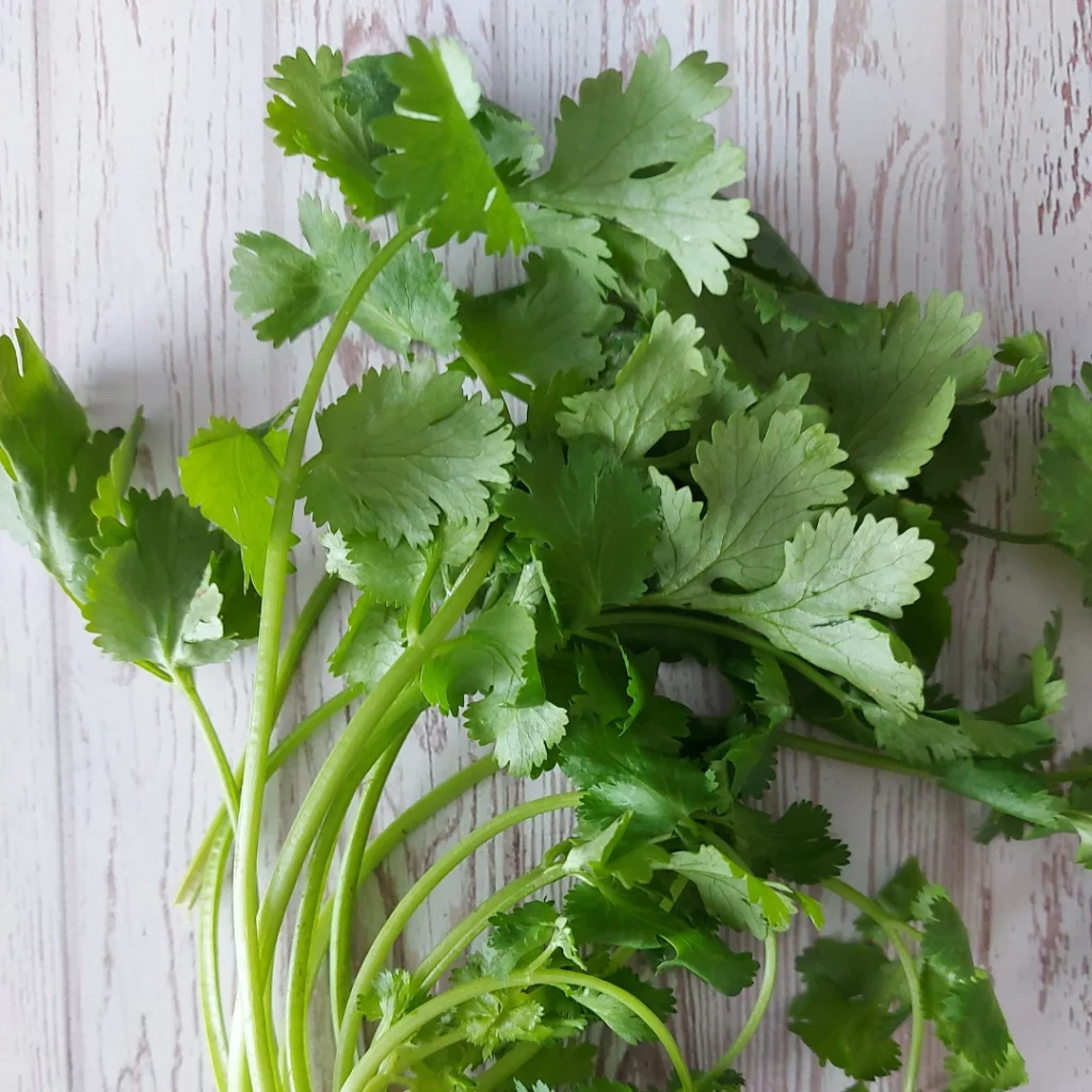 Récolter de la coriandre pour aromatiser vos plats