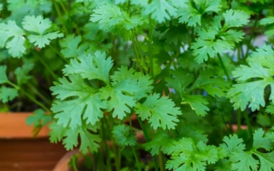 Quand semer la coriandre ? Tout savoir sur cette plante aromatique