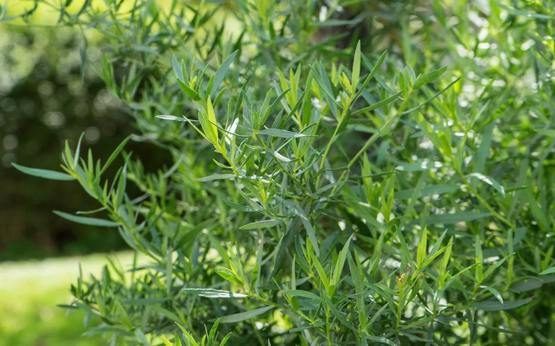 Semis et culture de l’estragon : comment réussir cette plante aromatique incontournable ?