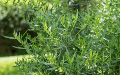 Semis et culture de l’estragon : comment réussir cette plante aromatique incontournable ?