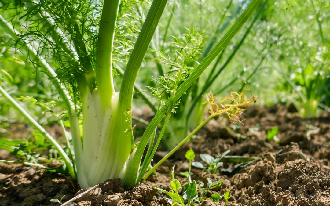 Semis de fenouil : quand et comment cultiver cette plante aromatique ?