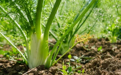 Semis de fenouil : quand et comment cultiver cette plante aromatique ?
