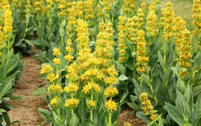 Gentiane jaune (Gentiana lutea) : semis, plantation et secrets d’une plante vivace aux puissantes vertus