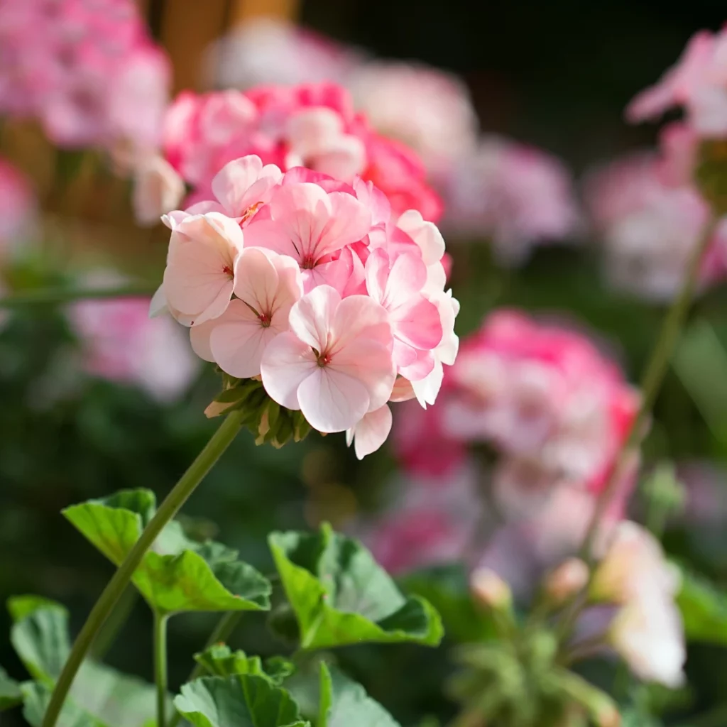 quand planter des geranium