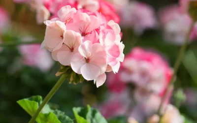 Géraniums : semis, plantation et entretien pour une floraison abondante