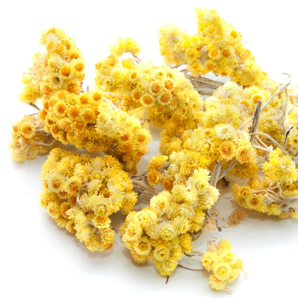 récolter les fleurs d'immortelles