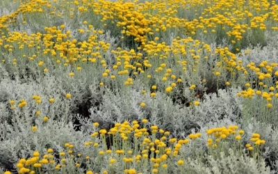 Immortelle : semis, plantation et conseils pour cultiver cette plante aux fleurs éternelles