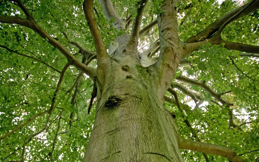 Le hêtre : plantation, entretien et conseils pour créer une haie de hêtre résistante et esthétique