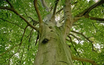 Le hêtre : plantation, entretien et conseils pour créer une haie de hêtre résistante et esthétique