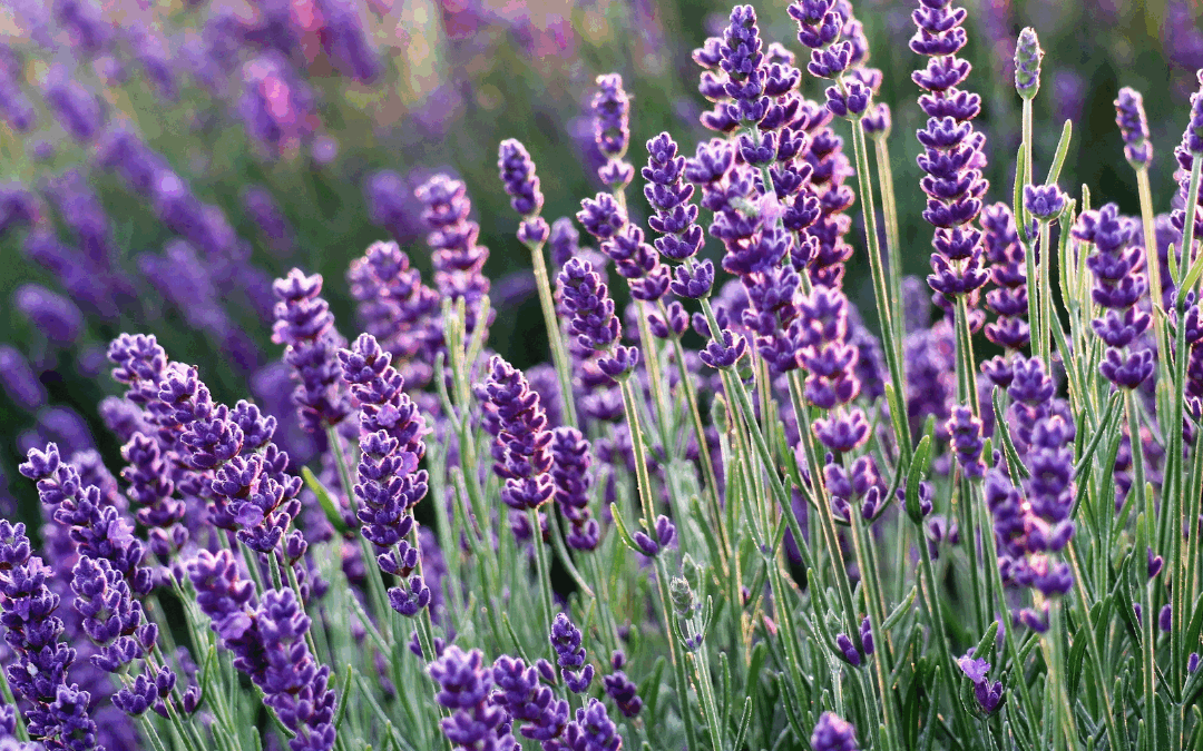 Lavande : semis, plantation et conseils pour une floraison parfumée et durable