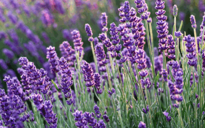Lavande : semis, plantation et conseils pour une floraison parfumée et durable
