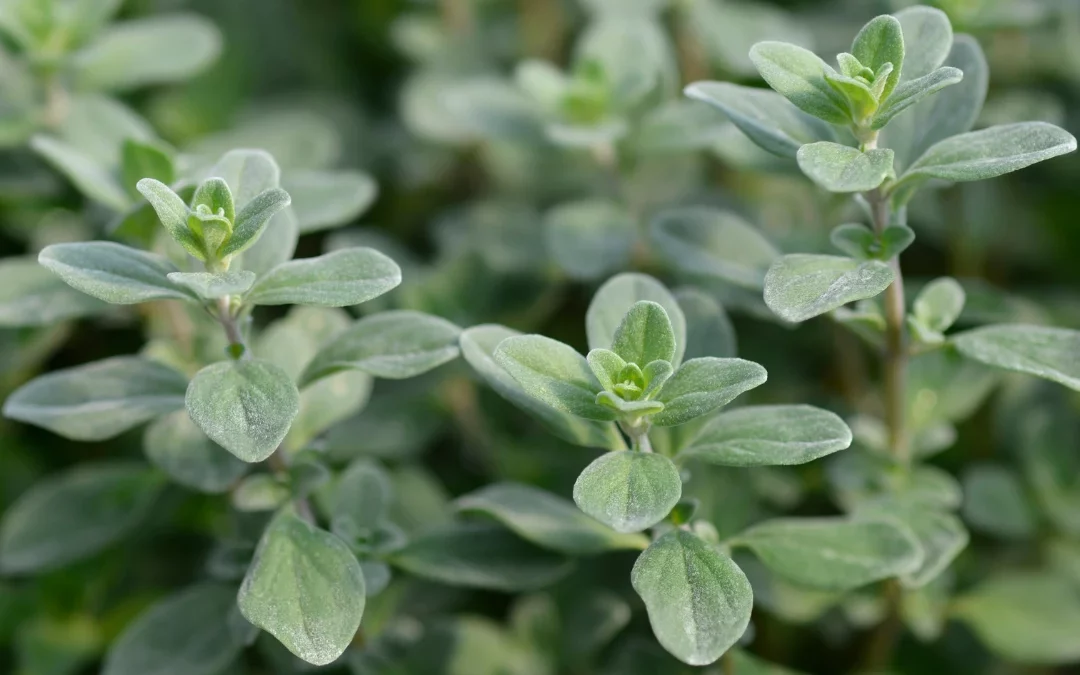 Semis de marjolaine : comment cultiver cette herbe aromatique aux parfums du sud ?