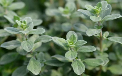 Semis de marjolaine : comment cultiver cette herbe aromatique aux parfums du sud ?