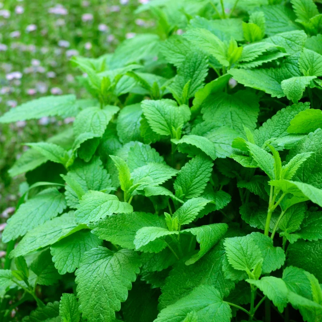 planter de la mélisse