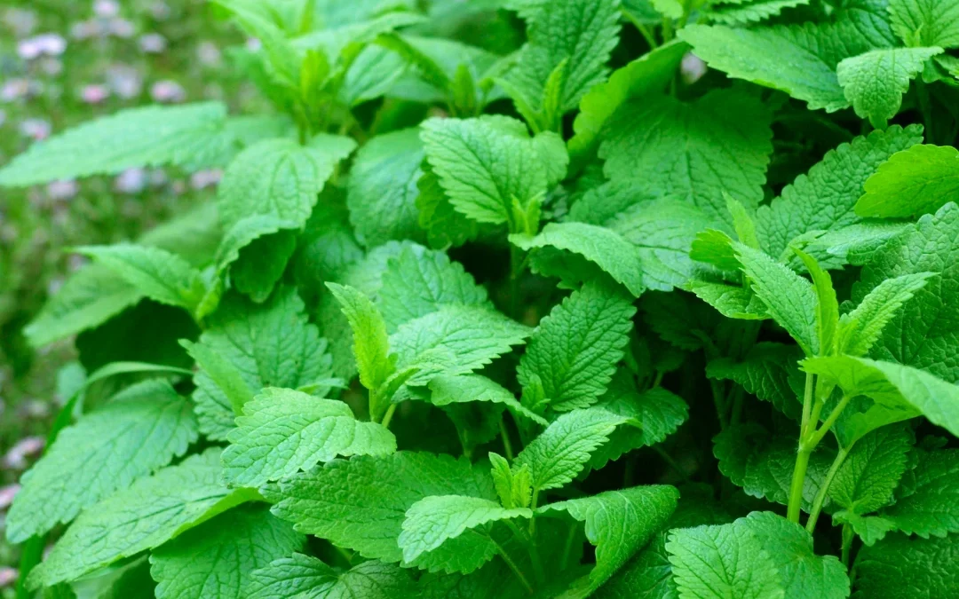 Mélisse officinale : semis, plantation et bienfaits de cette plante aromatique au doux parfum citronné