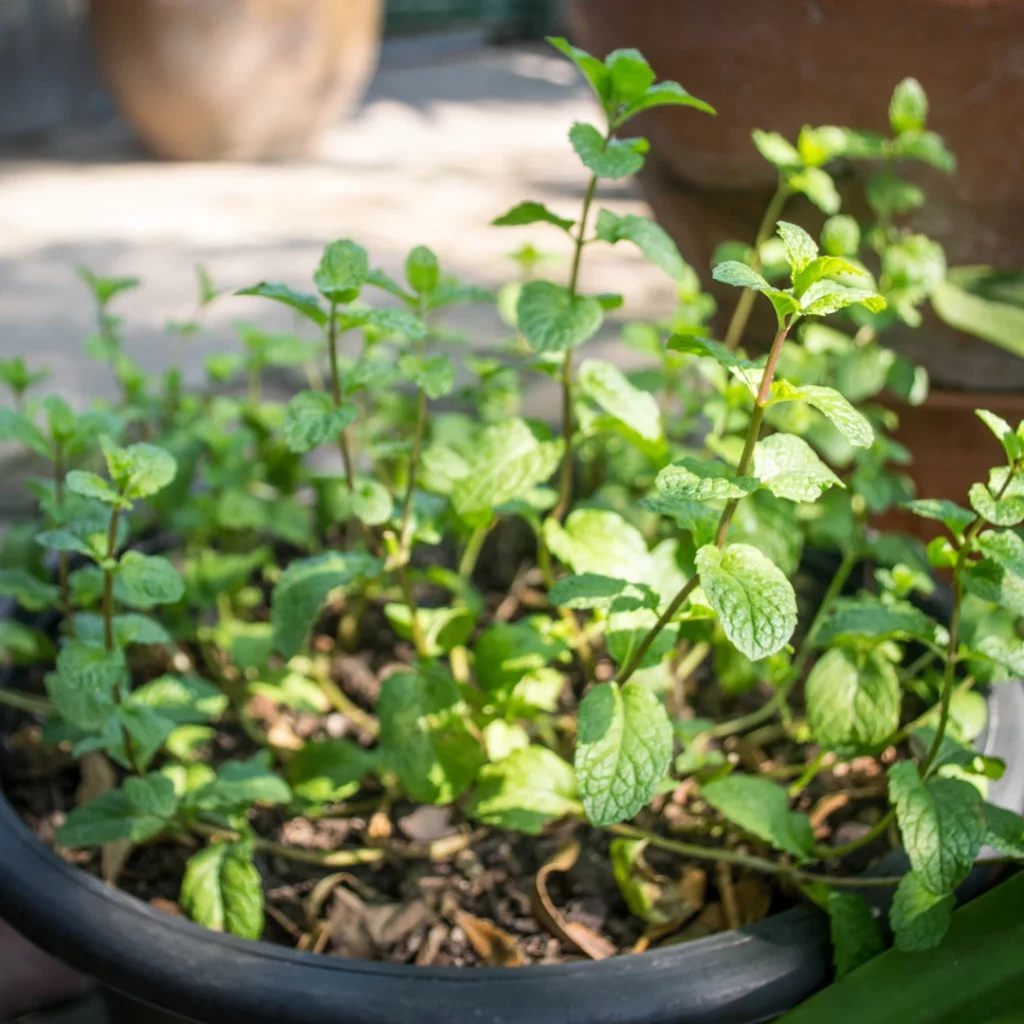 quand planter de la menthe
