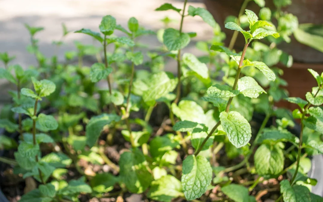 Semis de menthe : comment cultiver cette plante aromatique au jardin ou en pot ?