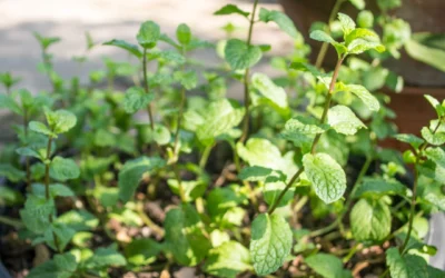 Semis de menthe : comment cultiver cette plante aromatique au jardin ou en pot ?