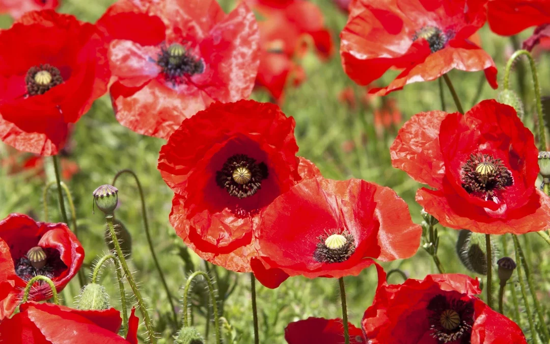 Semis et culture du pavot : quand et comment planter cette fleur élégante et facile à cultiver ?
