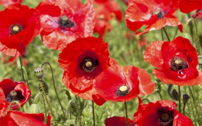 Semis et culture du pavot : quand et comment planter cette fleur élégante et facile à cultiver ?
