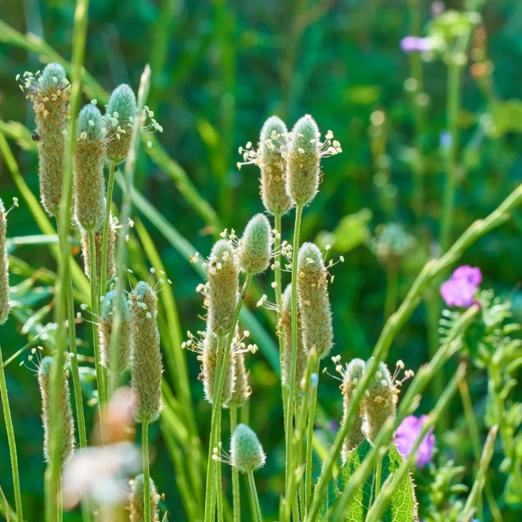 quand semer du psyllium