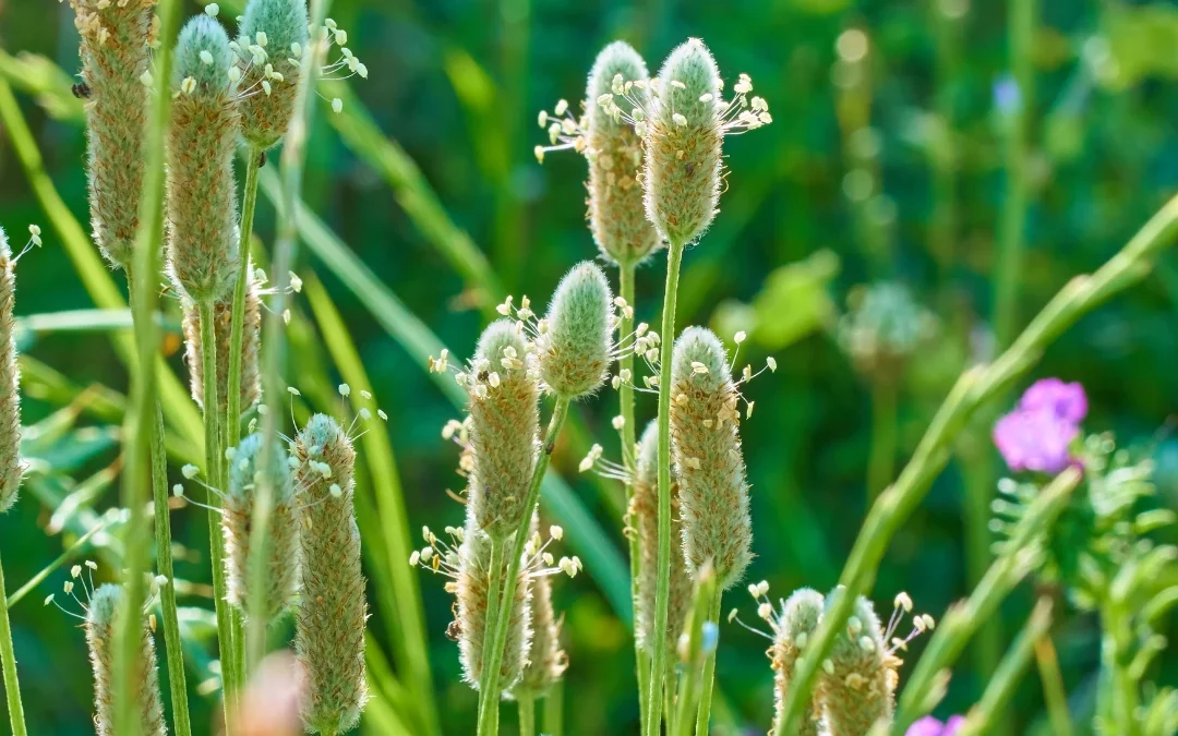Psyllium : tout savoir sur cette plante riche en fibres pour réguler le transit naturellement