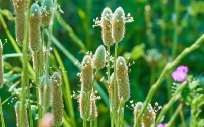 Psyllium : tout savoir sur cette plante riche en fibres pour réguler le transit naturellement
