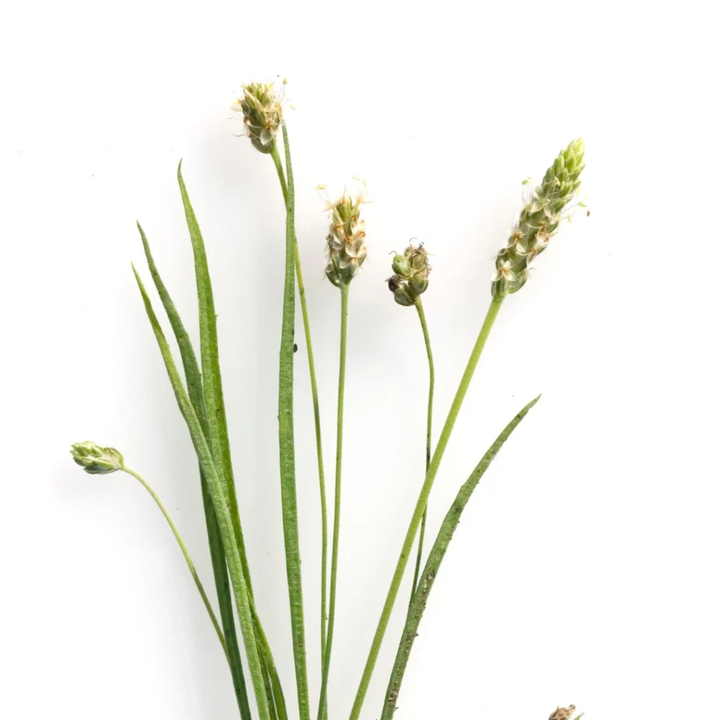Récolter du psyllium