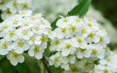 Reine-des-prés : semis, culture et propriétés médicinales de cette plante aux fleurs blanches