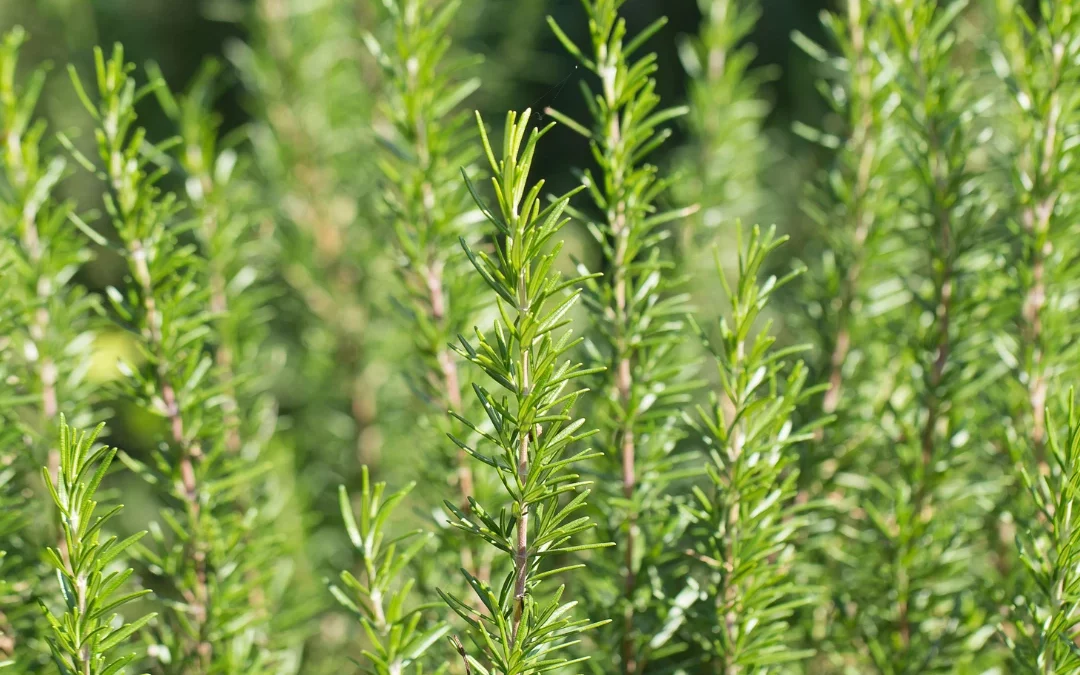 Semis et plantation du romarin : cultiver cette plante aromatique méditerranéenne toute l’année