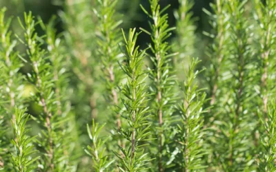 Semis et plantation du romarin : cultiver cette plante aromatique méditerranéenne toute l’année